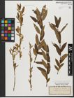 Foto von Salix triandra subsp. triandra L.